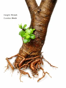 Buy thick trunk Jade bonsai with mature trunk and healthy green foliage