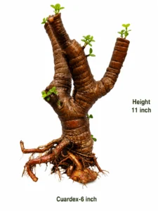Buy Dwarf Jade Bonsai (Afra)