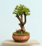 Buy Dwarf Jade Bonsai (Afra)