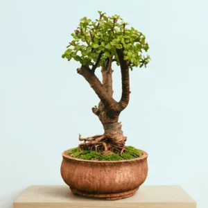 Buy Dwarf Jade Bonsai (Afra)