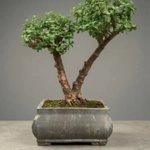 Jade Bonsai Price in Pakistan