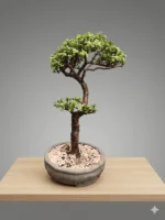 Jade Bonsai Tree Dual Style