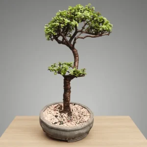 Jade Bonsai Tree Dual Style