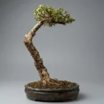 Buy Premium Jade Bonsai Collection