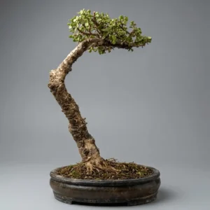 Buy Premium Jade Bonsai Collection