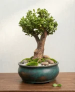 Buy Thick Trunk Jade Bonsai
