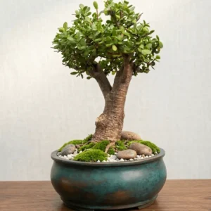 Buy Thick Trunk Jade Bonsai