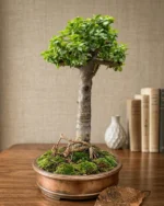 Jade Bonsai Tree Price Lahore