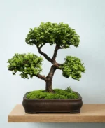 Jade Bonsai Plant