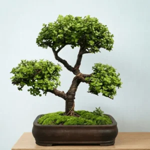 Jade Bonsai Plant