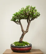 15 Years Jade Bonsai Heavy Caudex