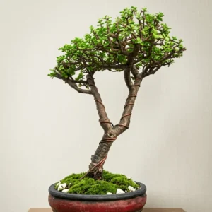 15 Years Jade Bonsai Heavy Caudex