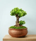 Buy Mini Jade Tree Combo