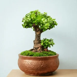 Buy Mini Jade Tree Combo