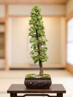 Large outdoor Jade bonsai