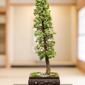 Large outdoor Jade bonsai