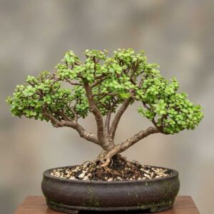 Buy bonsai tree online Pakistan