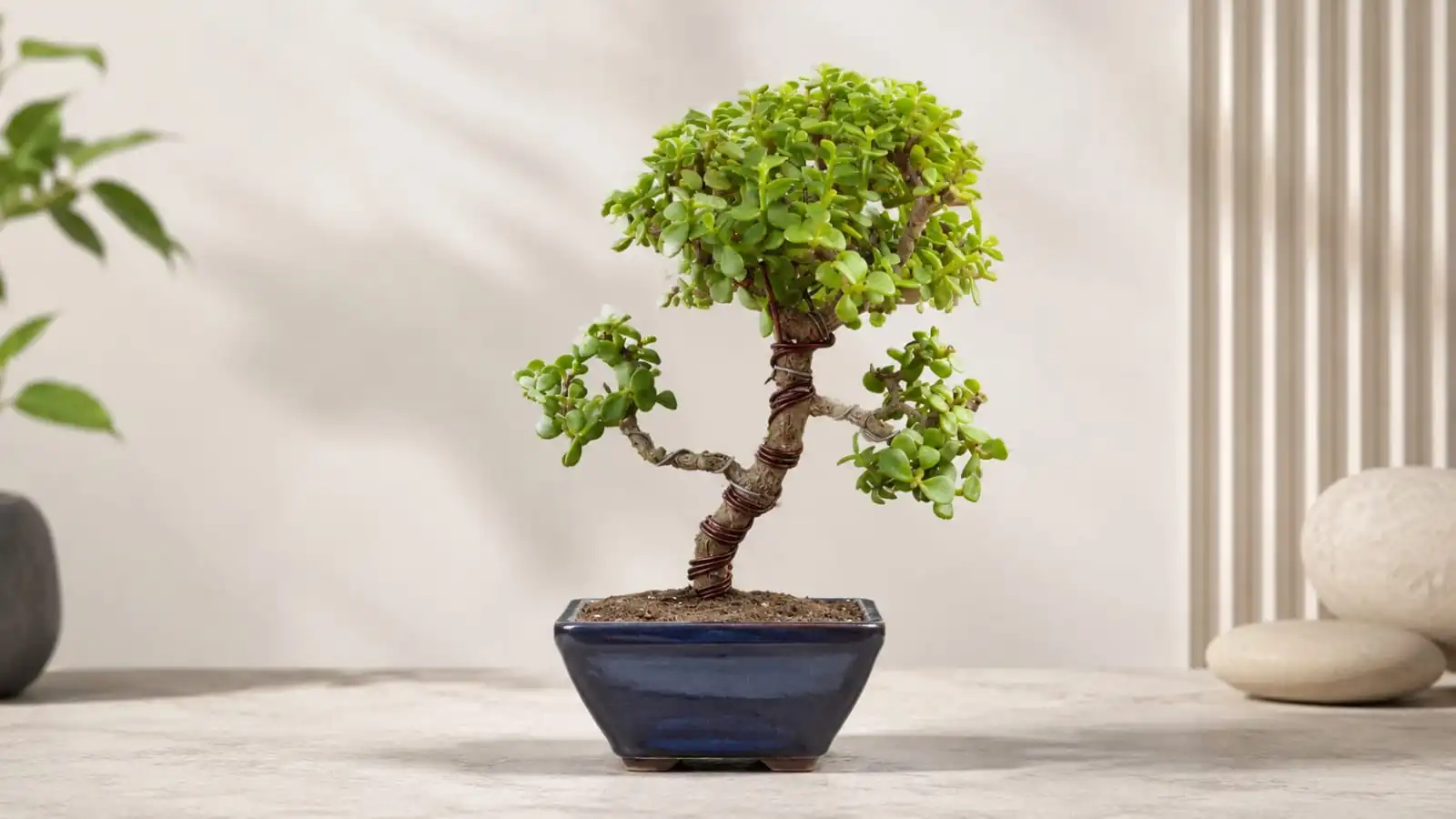Jade Bonsai Price in Pakistan 2026