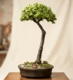 Cheap Bonsai Trees For Sale