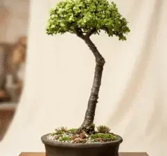 Cheap Bonsai Trees For Sale