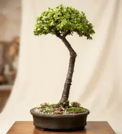 Cheap Bonsai Trees For Sale