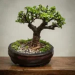 Gnarled trunk bonsai for sale