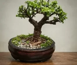 Gnarled trunk bonsai for sale