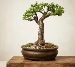 Jade Bonsai Plant Online
