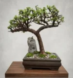 Easy Care Bonsai Plant