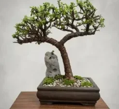 Easy Care Bonsai Plant