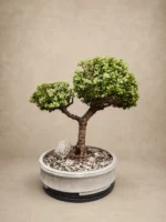 Classic Jade Bonsai Tree