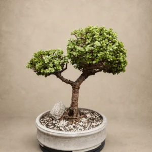 Classic Jade Bonsai Tree