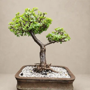 Jade Bonsai in Reasonable price