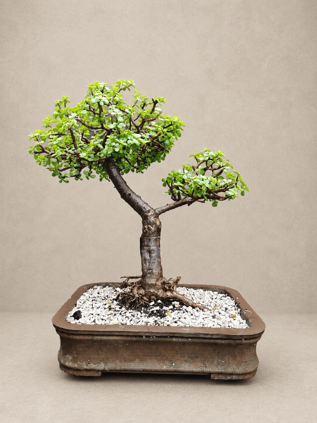 Jade Bonsai in Reasonable price