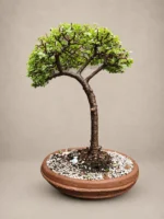Curved Caudex Jade bonsai