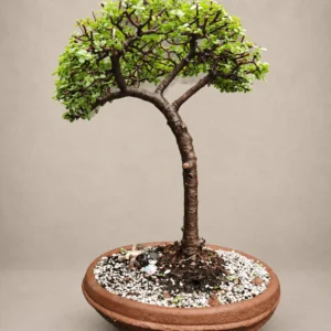Curved Caudex Jade bonsai
