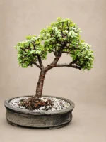 Triple Crown Jade Bonsai