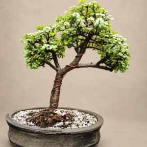 Triple Crown Jade Bonsai