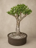 Verdant Soul Bonsai Tree