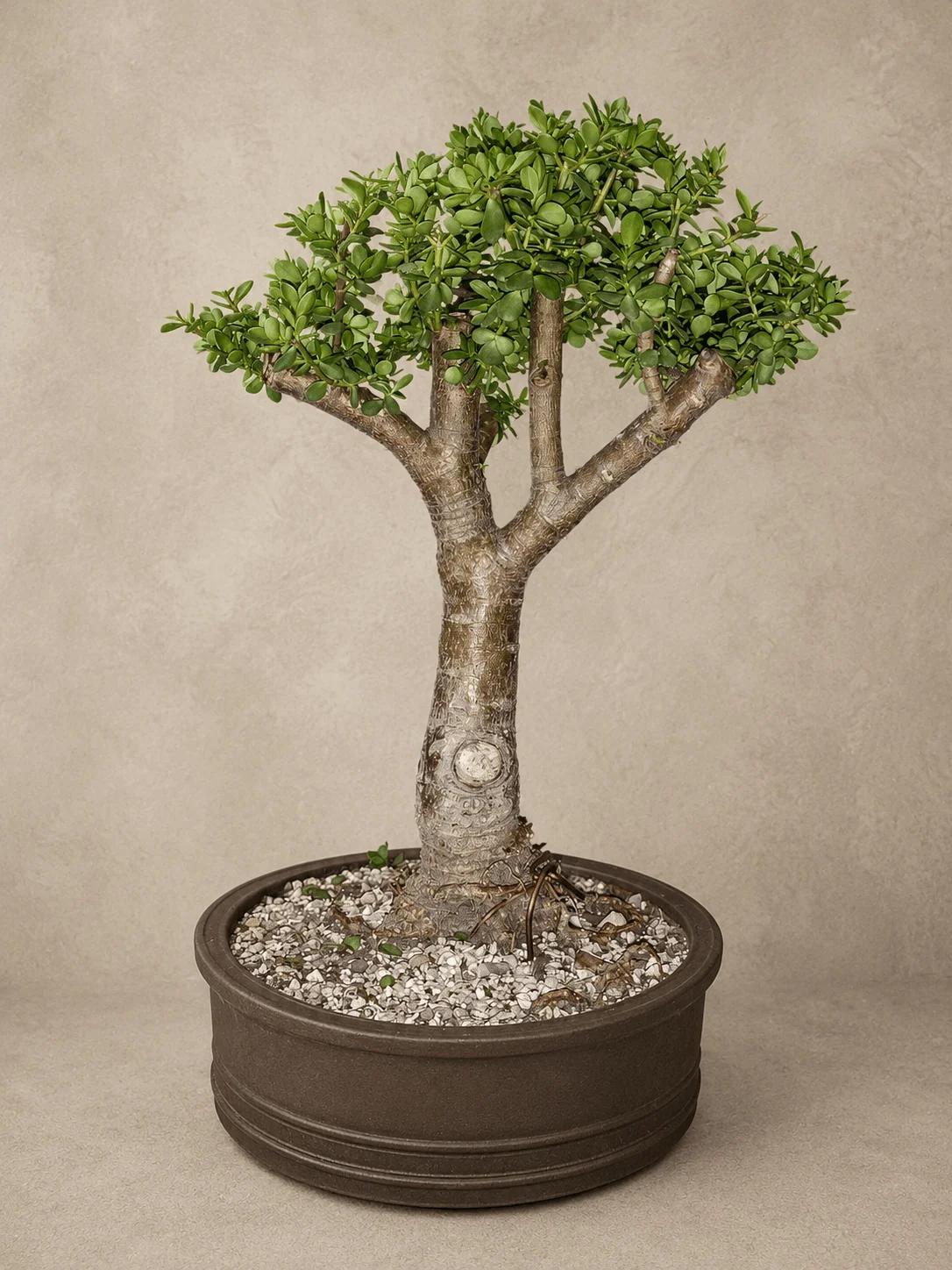 Verdant Soul Bonsai Tree