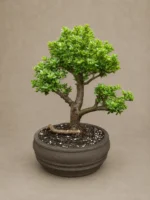Soulmate Bonsai
