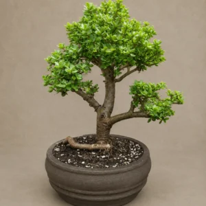 Soulmate Bonsai