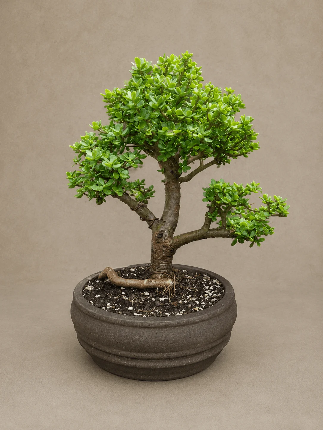 Soulmate Bonsai