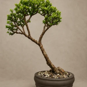 Evergreen Charm| Jade Bonsai