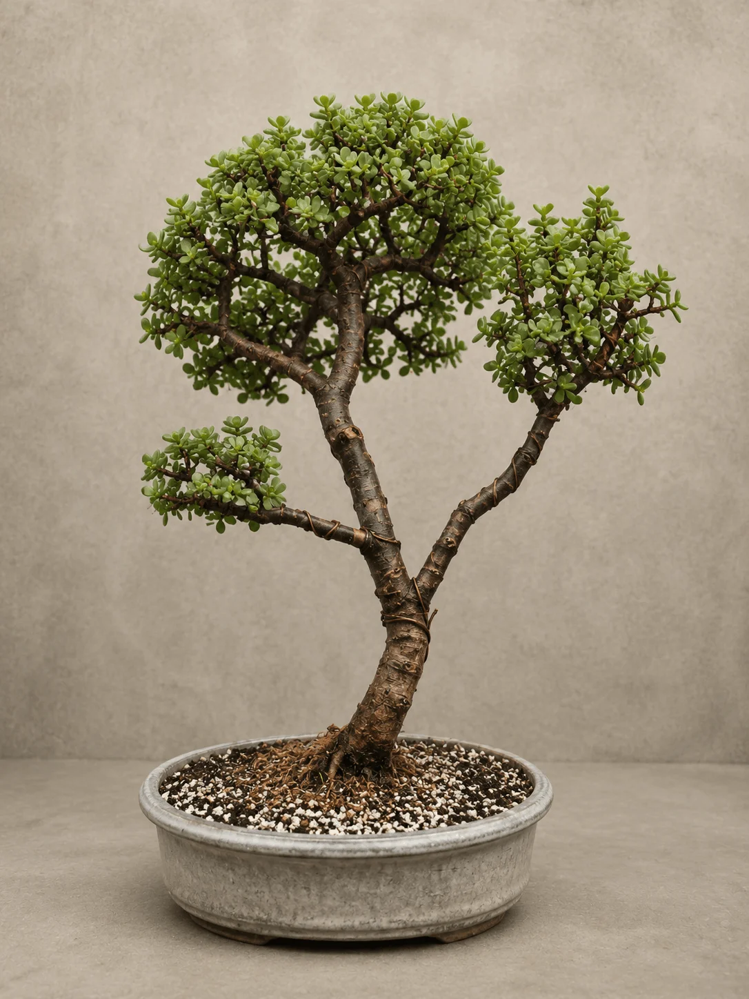 Museum Jade Bonsai