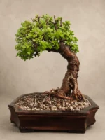 Majesty Jade Bonsai