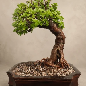 Majesty Jade Bonsai