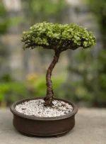Luxury Tree