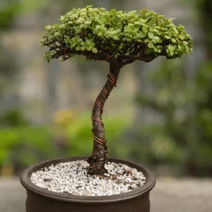 Luxury Tree