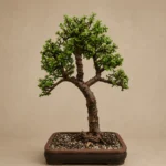 Grand Heritage Bonsai